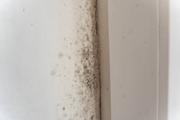 Best Commercial Mold Inspection  in USA